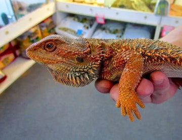 Red Phase Bearded Dragons - Amazing Amazon
